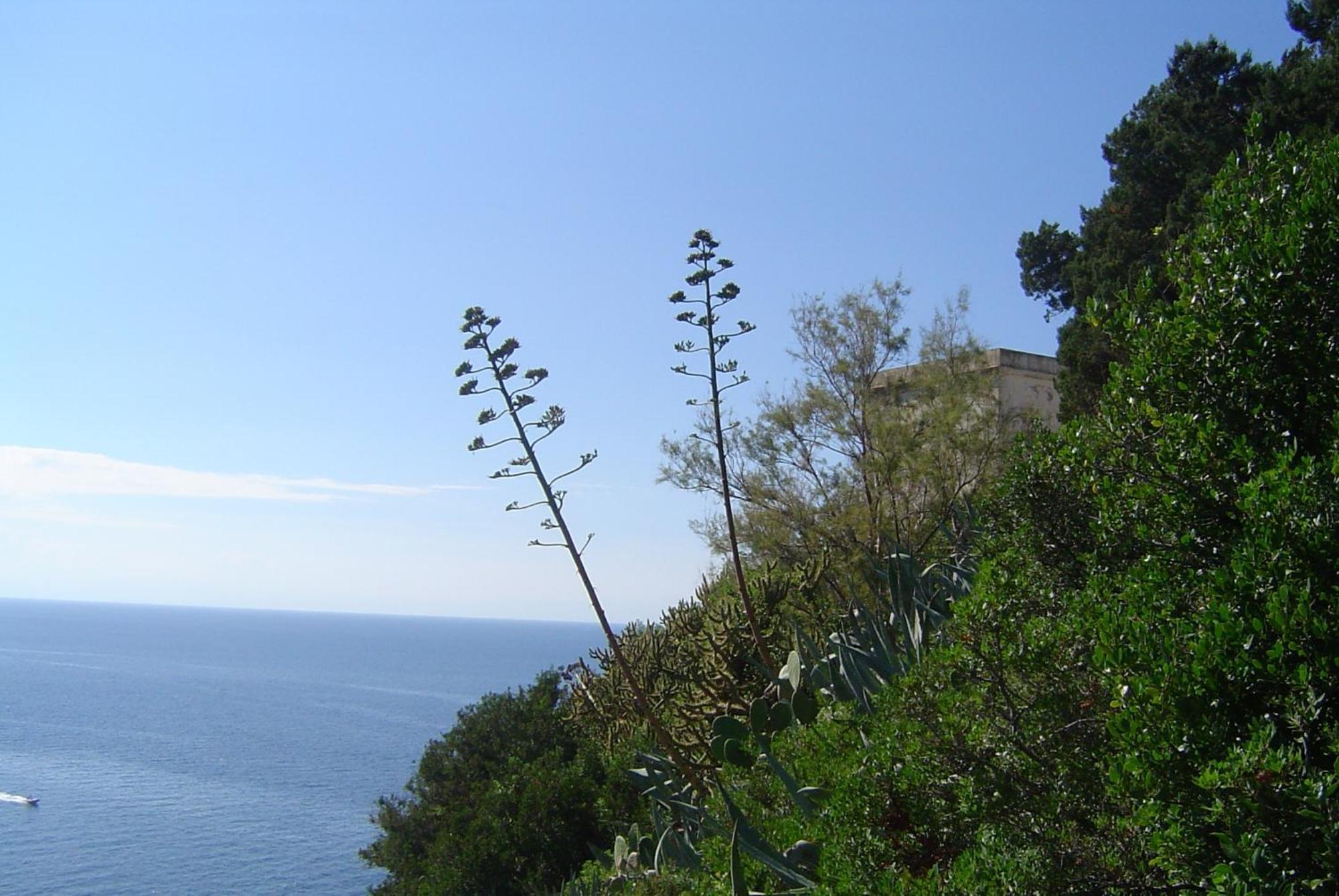 Il Cisto Marciana (Isola d'Elba)